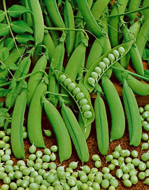 Urban Farmer