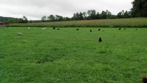 Valic Family Farm, LLC