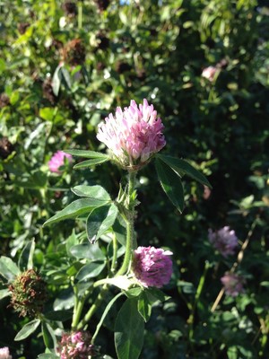 Cloverfield Organic Farm