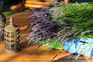 Montana Lavender Gardens