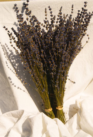 Castle Rock Lavender
