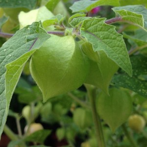 Wayland Chiles