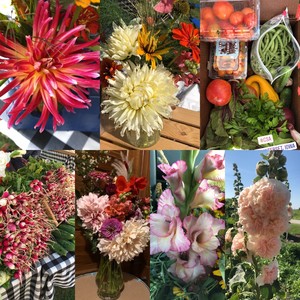 Cedar Shake Farm