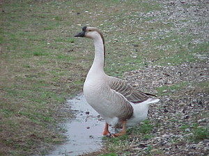 GooseLakeRanch.com