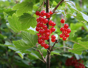 Organic Heirloom Plants
