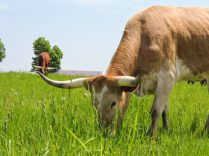 CF Ranch and Cattle Company
