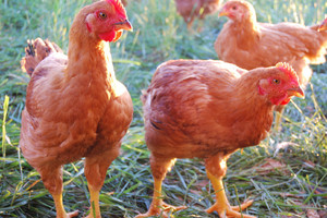 Chopping Block Farm