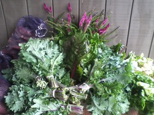 Circle Acres Farm