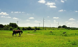 Loblolly Acres