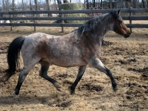 Lasting Joy Ranch