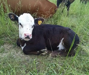 Purgatory Cattle