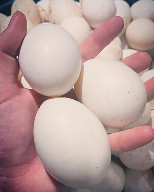 Chase' n Eggs Farm
