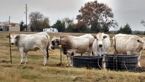 Rockin SJS Farms