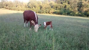 Mounts Family Farm