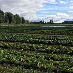 Helsing Junction Farms CSA