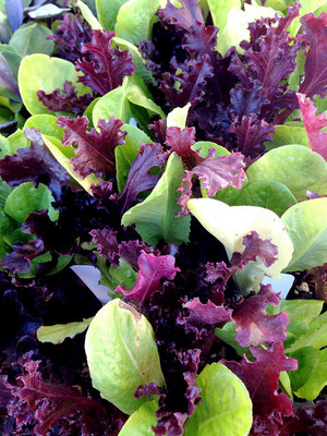 Albany Farmers' Market