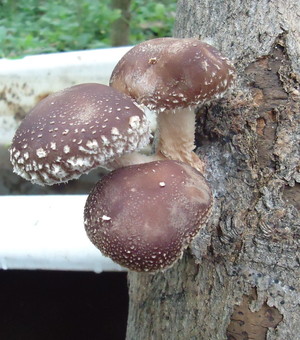 Understory Forest Products