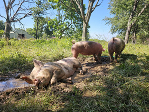 Jones Hill Ranch