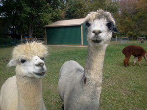 North River Alpacas