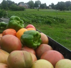 K&D Farm