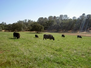 Clementine Ranch
