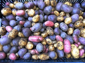 Greenhill Farm NH
