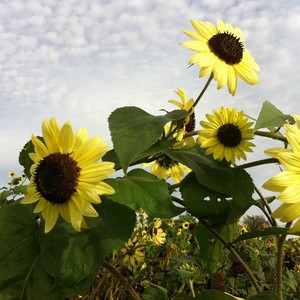 Wickham Farms