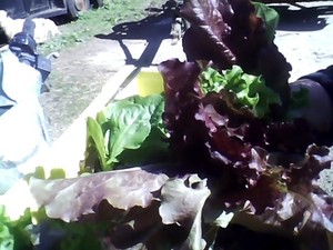 Nelsfarm Produce