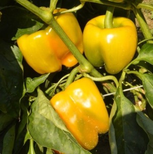 Common Wealth Seed Growers