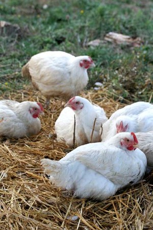 Kookoolan Farms LTD