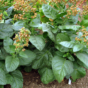 Daggawalla Seeds & Herbs
