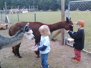 Heart and Soul Alpacas LLC