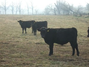 Cool Spring Farm