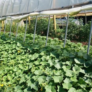 Orchard Creek CSA