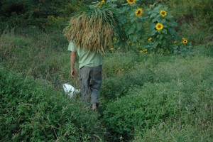 Breezy Meadows Orchard & Nursery