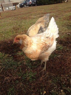 Cagneys Way Farm