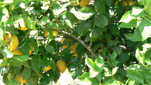 Fenton Family Farm
