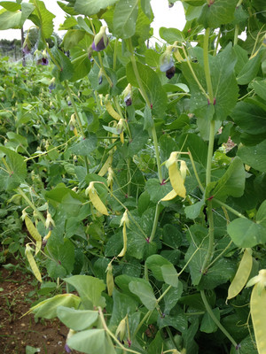Invincible Summer Farms