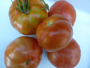 Invincible Summer Farms