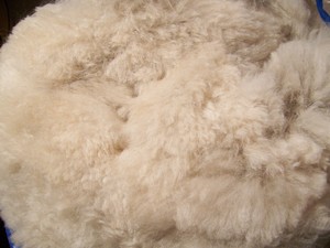 Lotis Alpacas