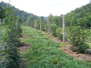 Reynolds Family Farms