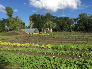 Westgate Community Farm