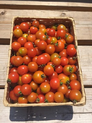 Stoney Lane Organic Farm