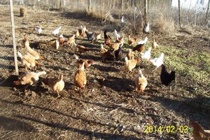 L &P's Natural Farms.LLC