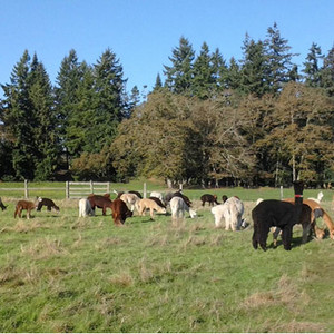 Alpacas of America