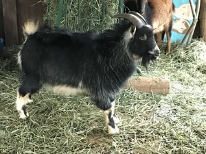 Rancho Sullivan