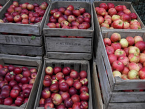 The Lincoln Park Farmers Market