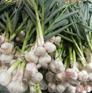 Lincoln Square Farmers Market