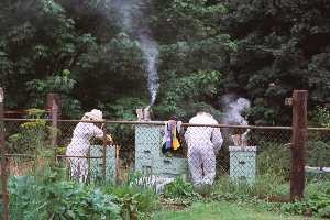 Bee Haven