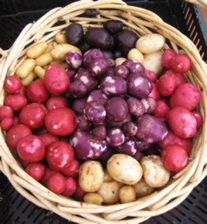 Upper Meadows Farm   & CSA
